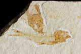 Cluster Of Seven Fossil Fish (Knightia) - Green River Formation #171618-1